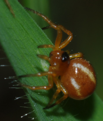 Hypsosinga sp. - Arcavacata di Rende (CS)